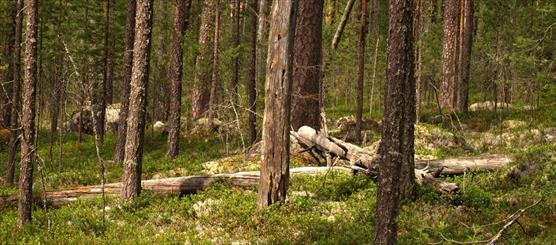 Mäntyvaltaista METSO-metsää