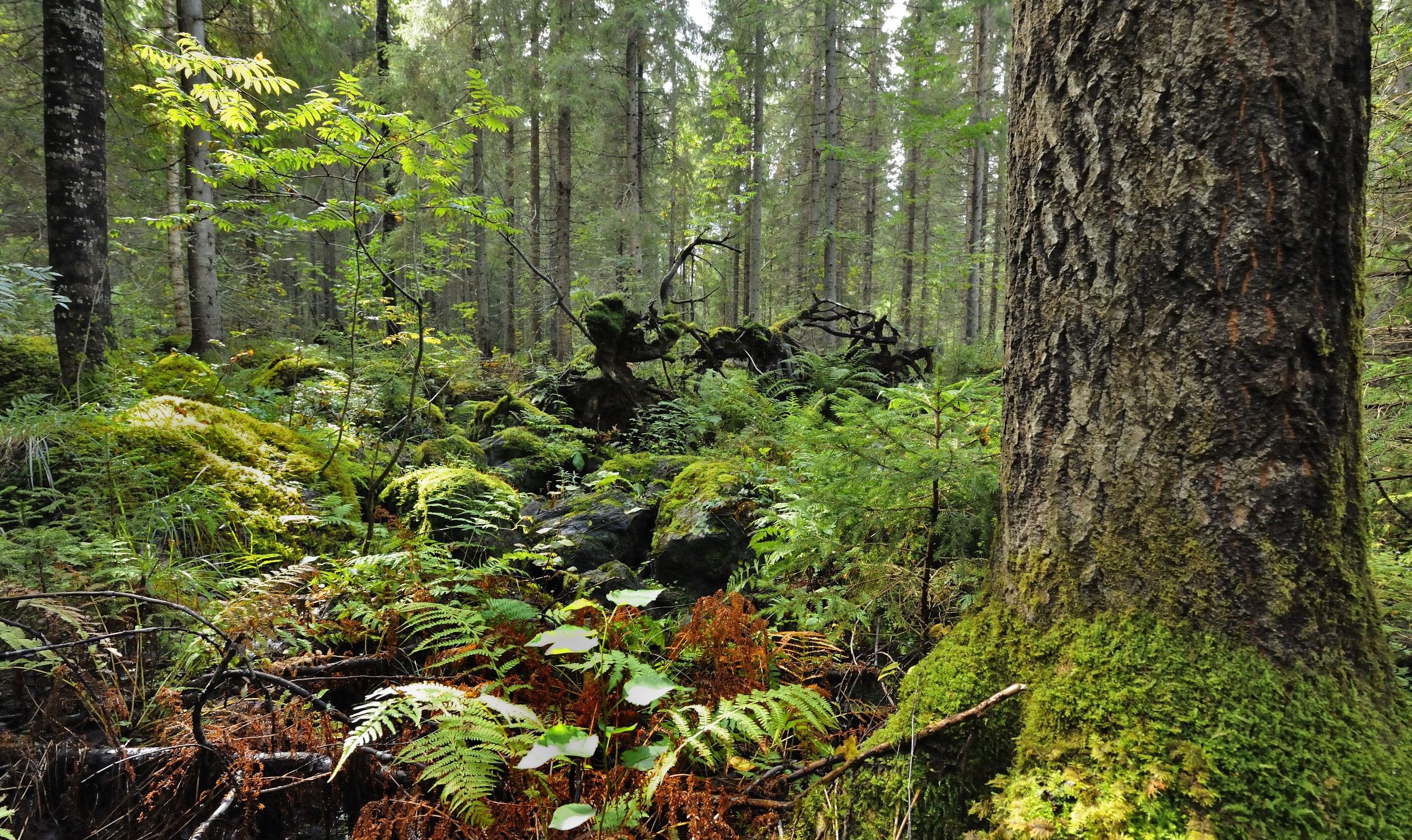 Rehevää, kivikkoista metsänpohjaa, jossa kasvaa muun muassa saniaisia. Kuvan oikeassa laidassa järeä haavanrunko. Taustalla kuusivaltaista metsää ja kaatuneen puun pystyssä oleva juurakko.