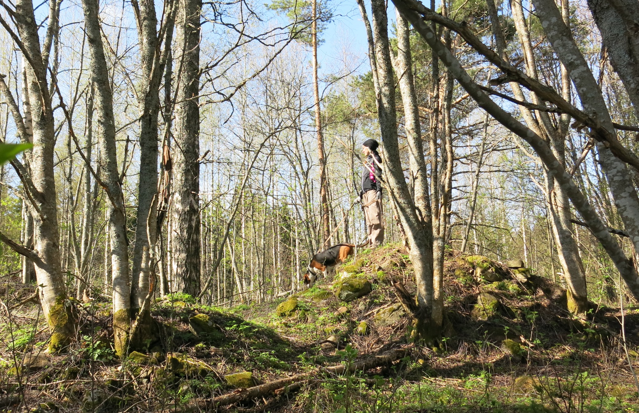Nainen seisoo pienellä mäennyppylällä ajokoiran kanssa. Ympärillä kasvaa lehtipuuvaltaista metsää.