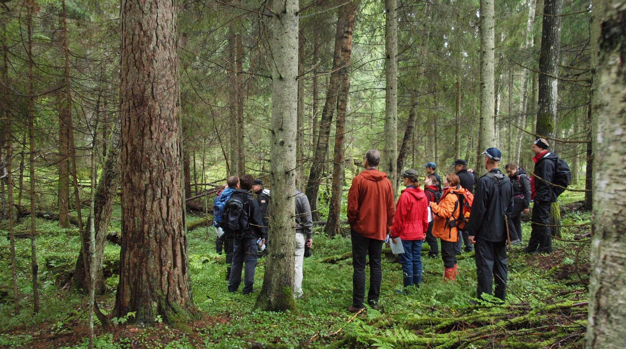 Joukko retkeilijöitä seisoo vanhassa metsässä, jossa kasvaa kuusia, koivuja ja mäntyjä. Kuvassa vasemmalla suuri mänty. Aluskasvillisuus on vehreää.