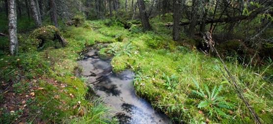 Kirkasvetinen puro, reunamilla sammaleista kasvillisuutta ja ympärillä kuusia ja koivua kasvavaa metsää.