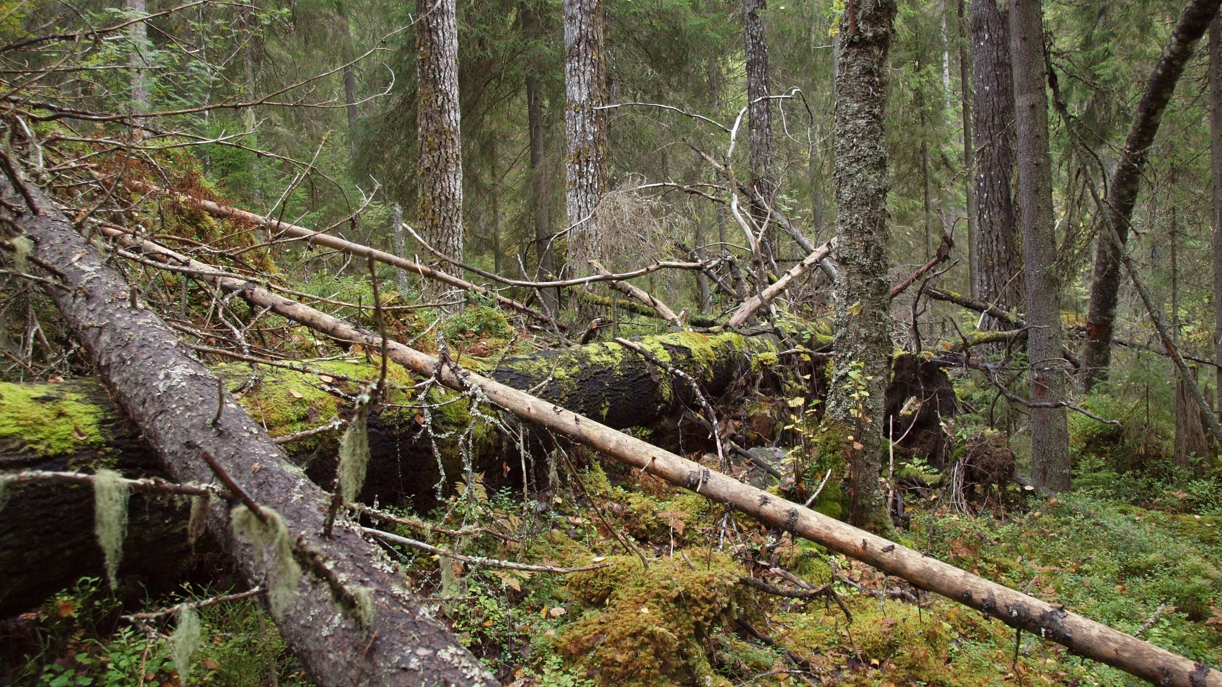 Suuri ja osittain sammalpeitteinen haapamaapuu, jonka päälle on kaatunut kuusimaapuita. Ympärillä vanhoja haapoja, koivuja ja mäntyjä. 