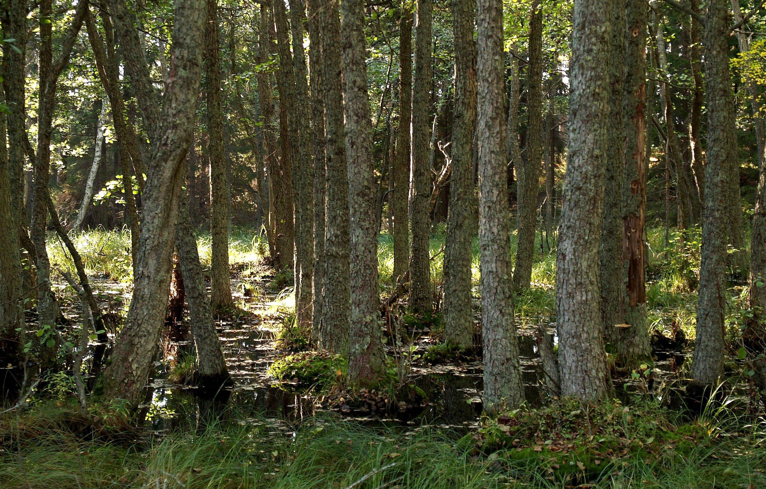 Vanhoja tervaleppiä. Puiden kasvualusta osin veden peitossa, puiden juurella kuivemmat mättäät.
