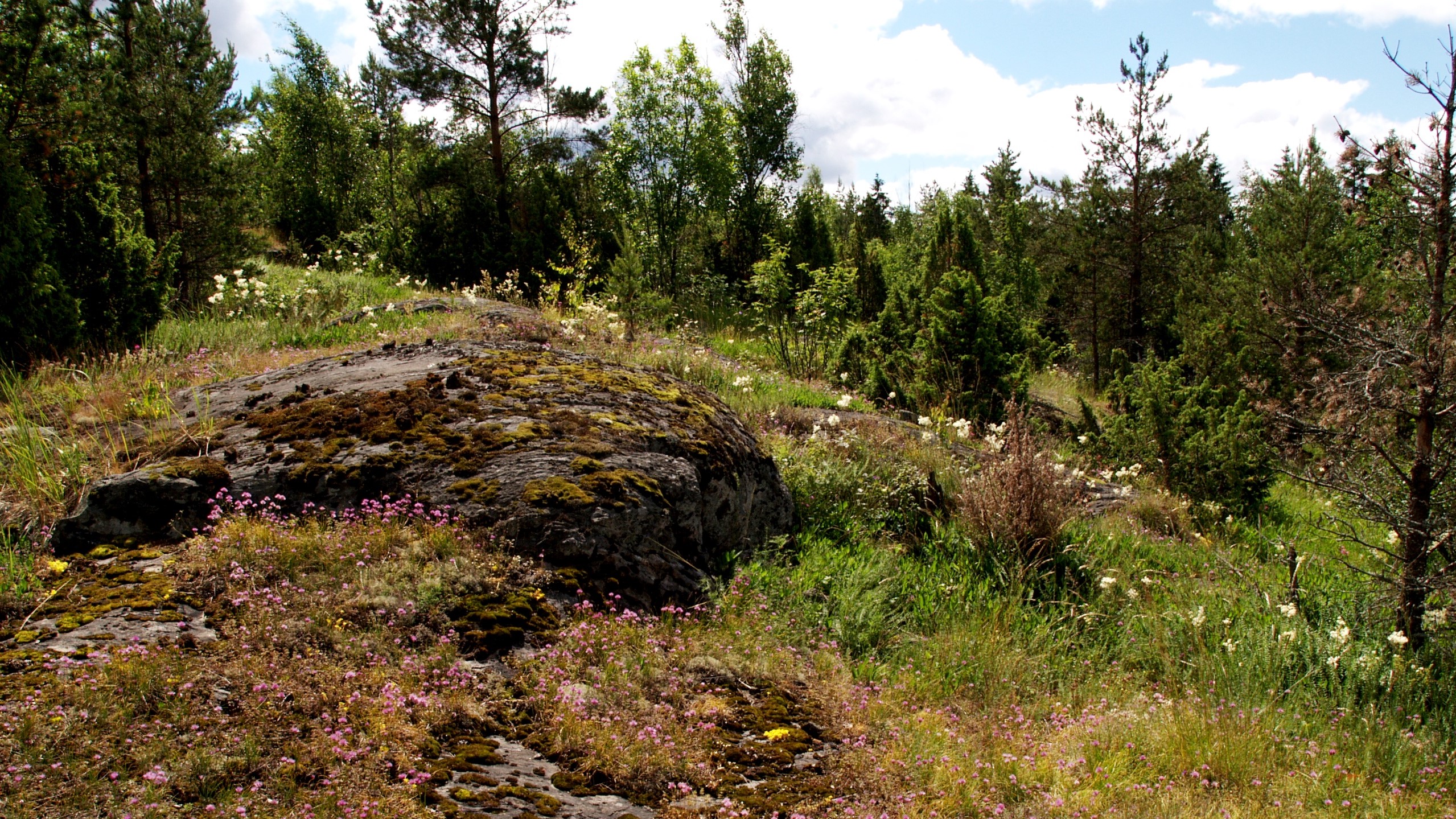 Kalliopalajastuman ympärillä kukkivaa ketokasvillisuutta. Taustalla näkyy metsää.