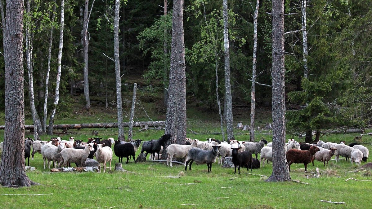 Lampaita harvapuustoisella hakamaalla.