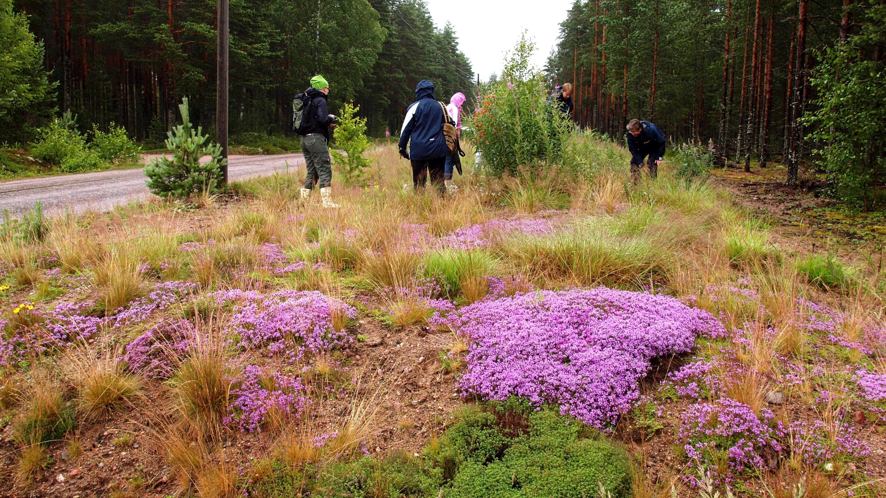 Vaaleanpunaista kangasajuruohoa kasvava paahdealue tien pientareella harjualueella. Ihmisiä tutustumassa kasvillisuuteen, taustalla mäntymetsää.