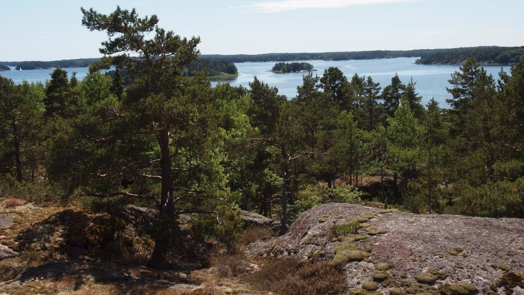 Maisema korkealta kalliolta mäntymetsän yli merelle asti.