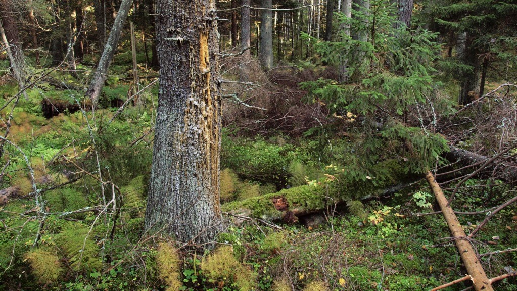 Pihkaa valuva kuusen runko ja maapuita korpisessa metsässä.