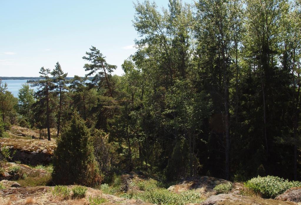 Kesäinen maisema, jossa näkyy kallioketoa, katajaa ja taustalla sekametsää.
