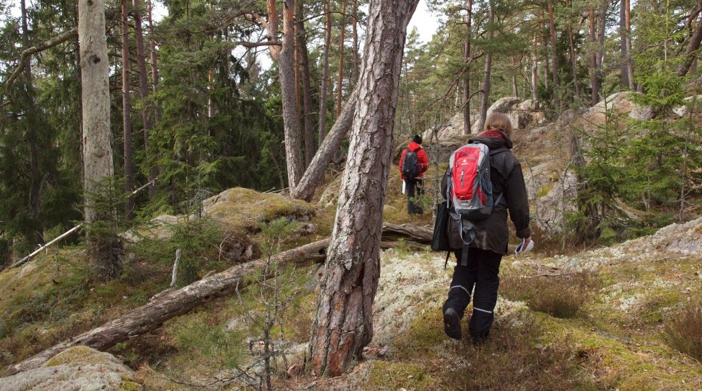 Kaksi retkeilijää kallioisessa maastossa, jossa harvakseltaan vanhoja mäntyjä ja niiden keloja.