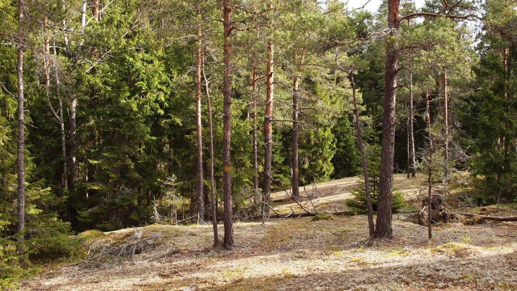 Harvapuustoisessa laakealla kalliolla kasvavassa mäntymetsässä kulkeva polku. Ympärillä tiheämpää ja kuusivaltaisempaa metsää.