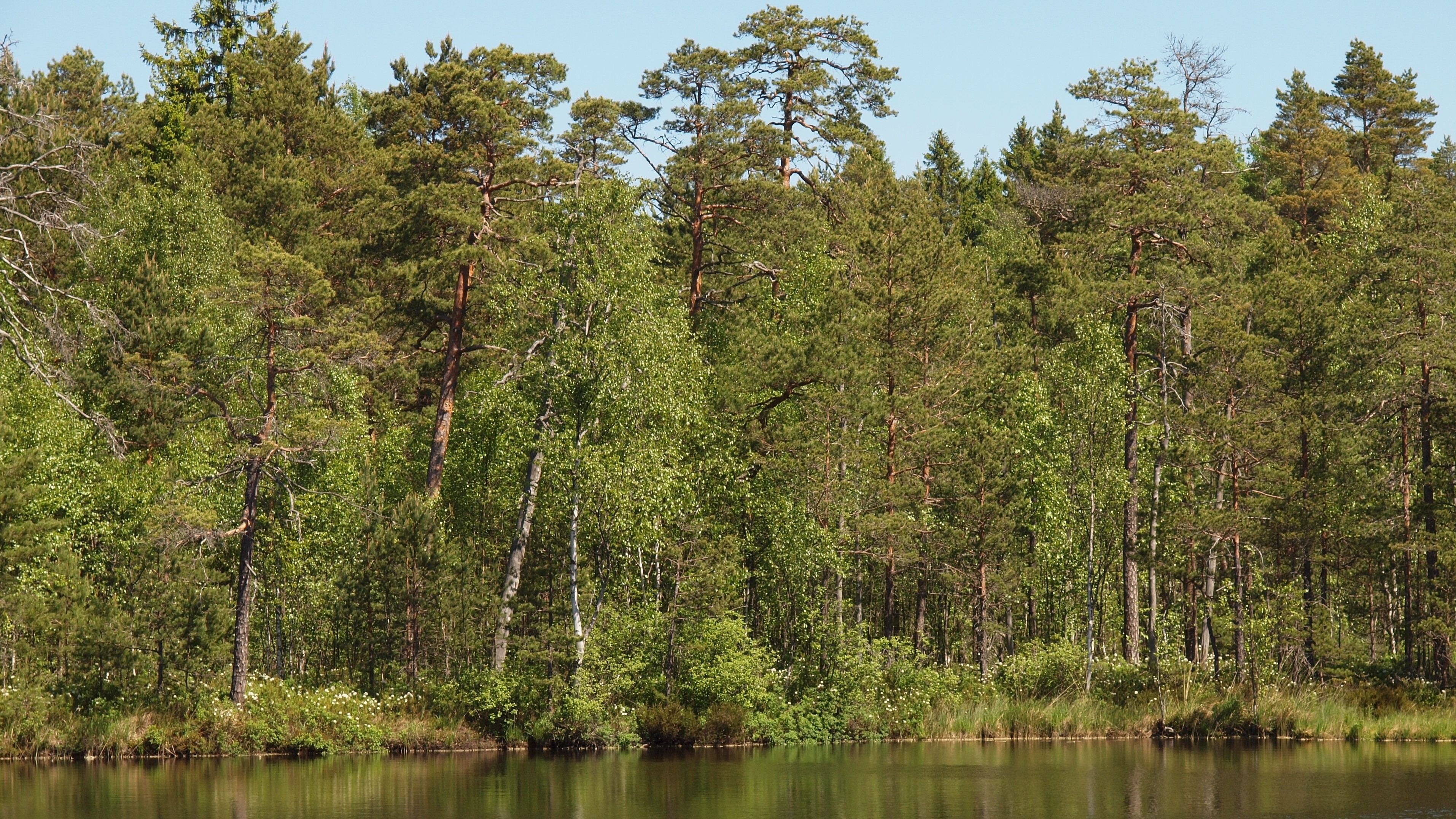 Kuva otettu järveltä rannalle päin. Rannalla vanhaa mänty-koivu-sekametsää.