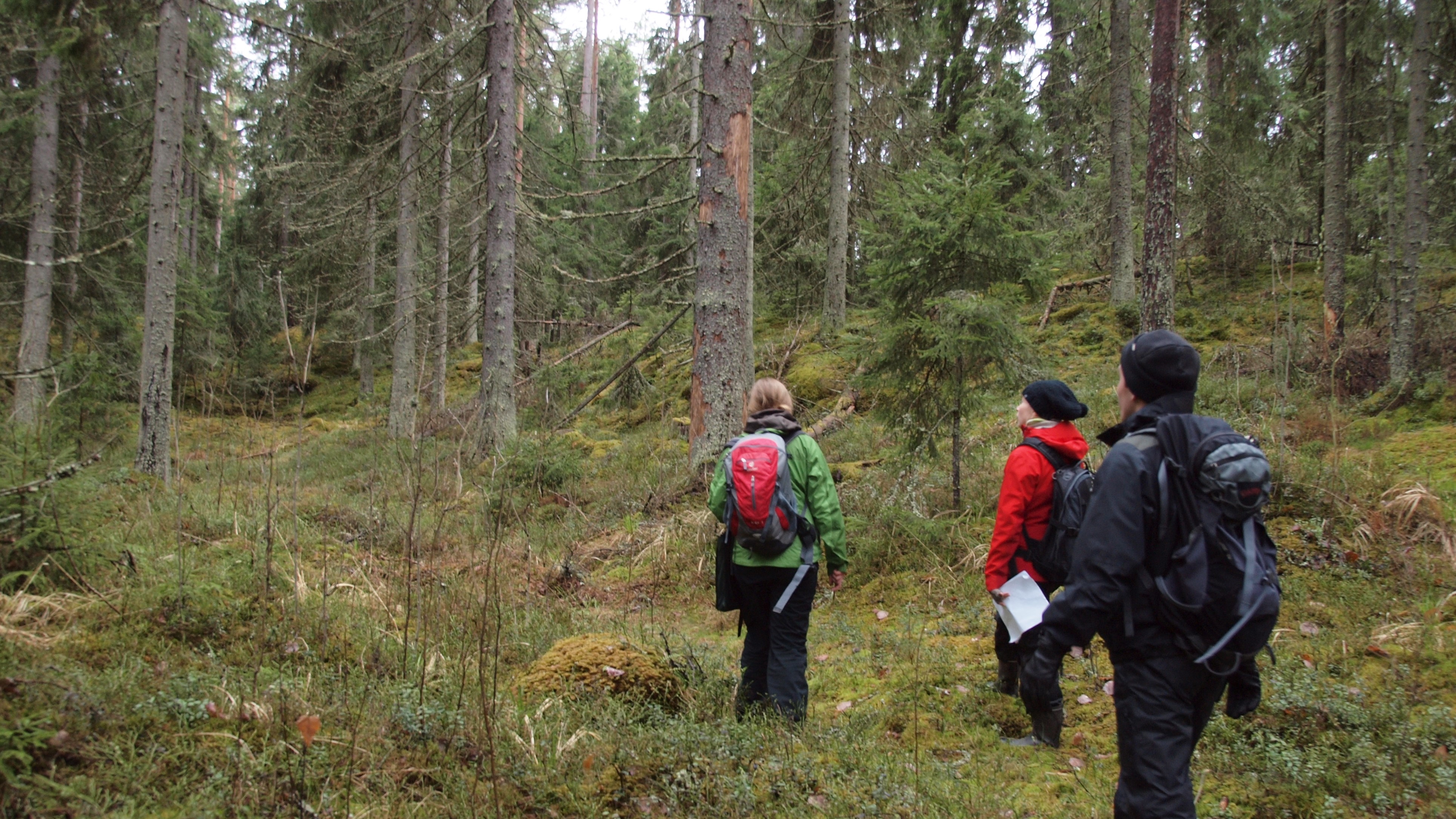 Kolme retkeilijää metsässä pysähtyneinä katselemaan suuria kuusia.