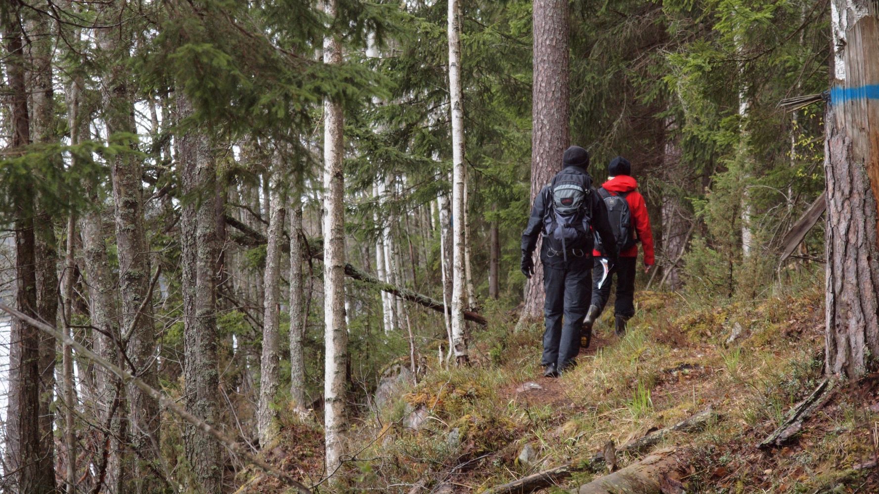 Kaksi retkeilijää kulkee polulla metsäisessä rinteessä, jossa kasvaa järeitä mäntyjä ja vähän nuorempia kuusia ja koivuja.