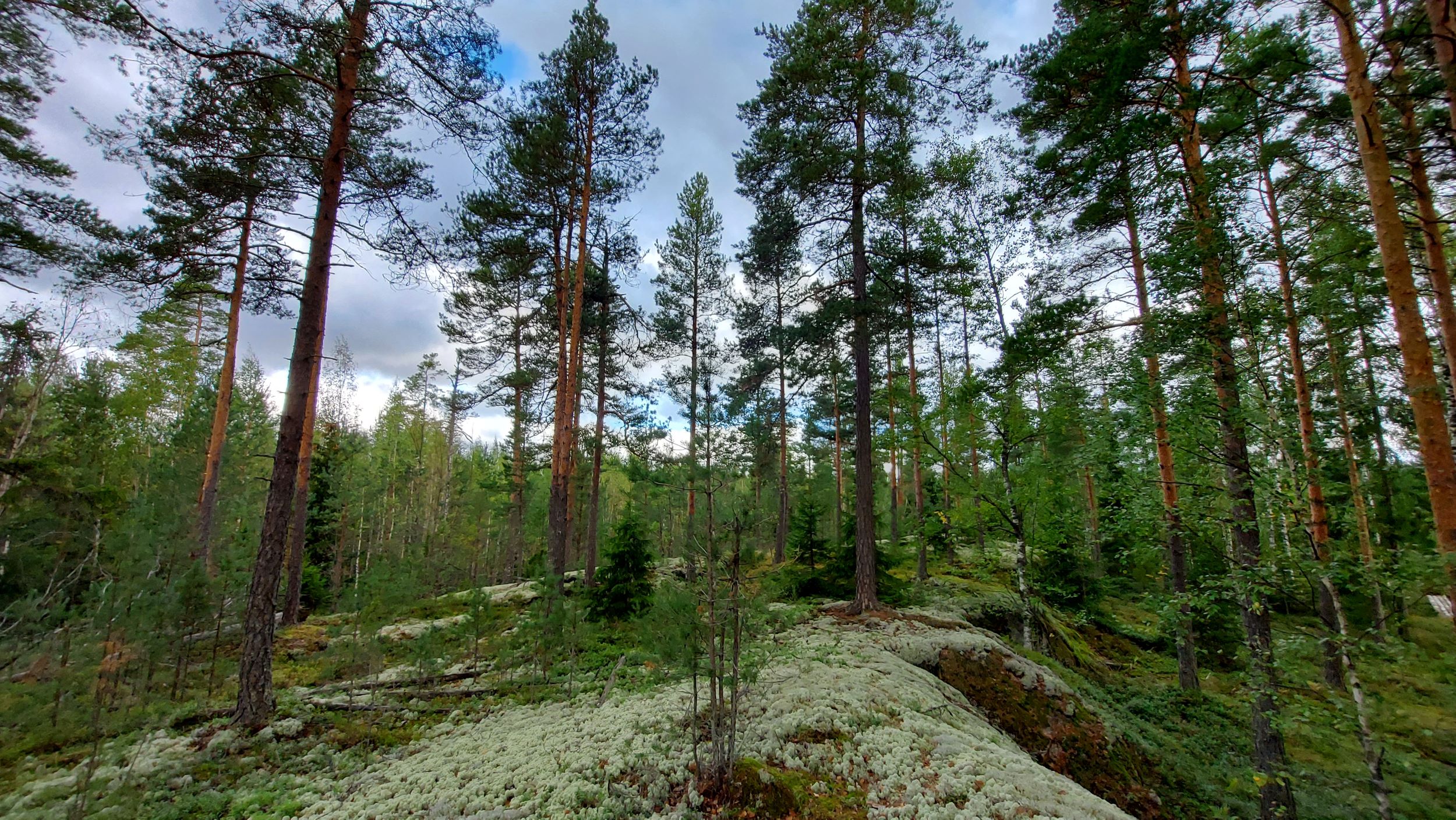 Laakea metsäinen ja jäkäläpeitteinen kallio, jossa kasvaa harvakseltaan eri kokoisia isoja mäntyjä, sekä pienempiä mäntyjä, koivuja ja kuusta.