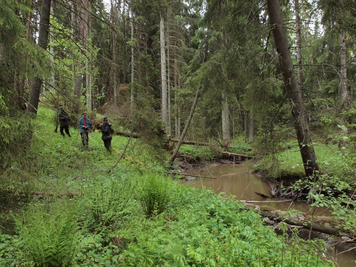 Kolme ihmistä seisoo rinteessä vanhassa kuusikossa pienen joen partaalla.