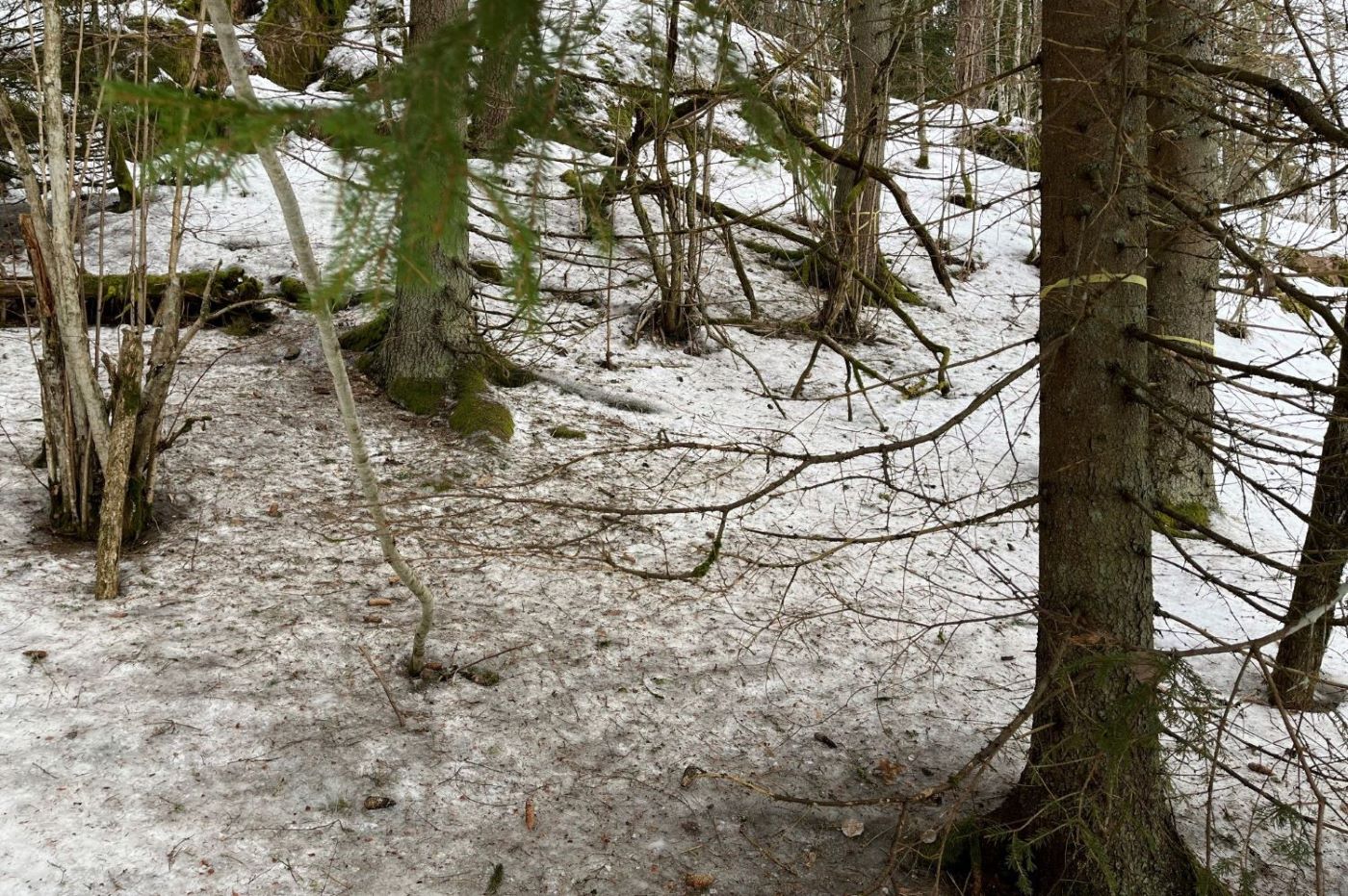 Kuusimetsää, jossa muutamassa kuusessa keltaiset kuitunauhat. Maassa lunta ja kuusenneulasia. 