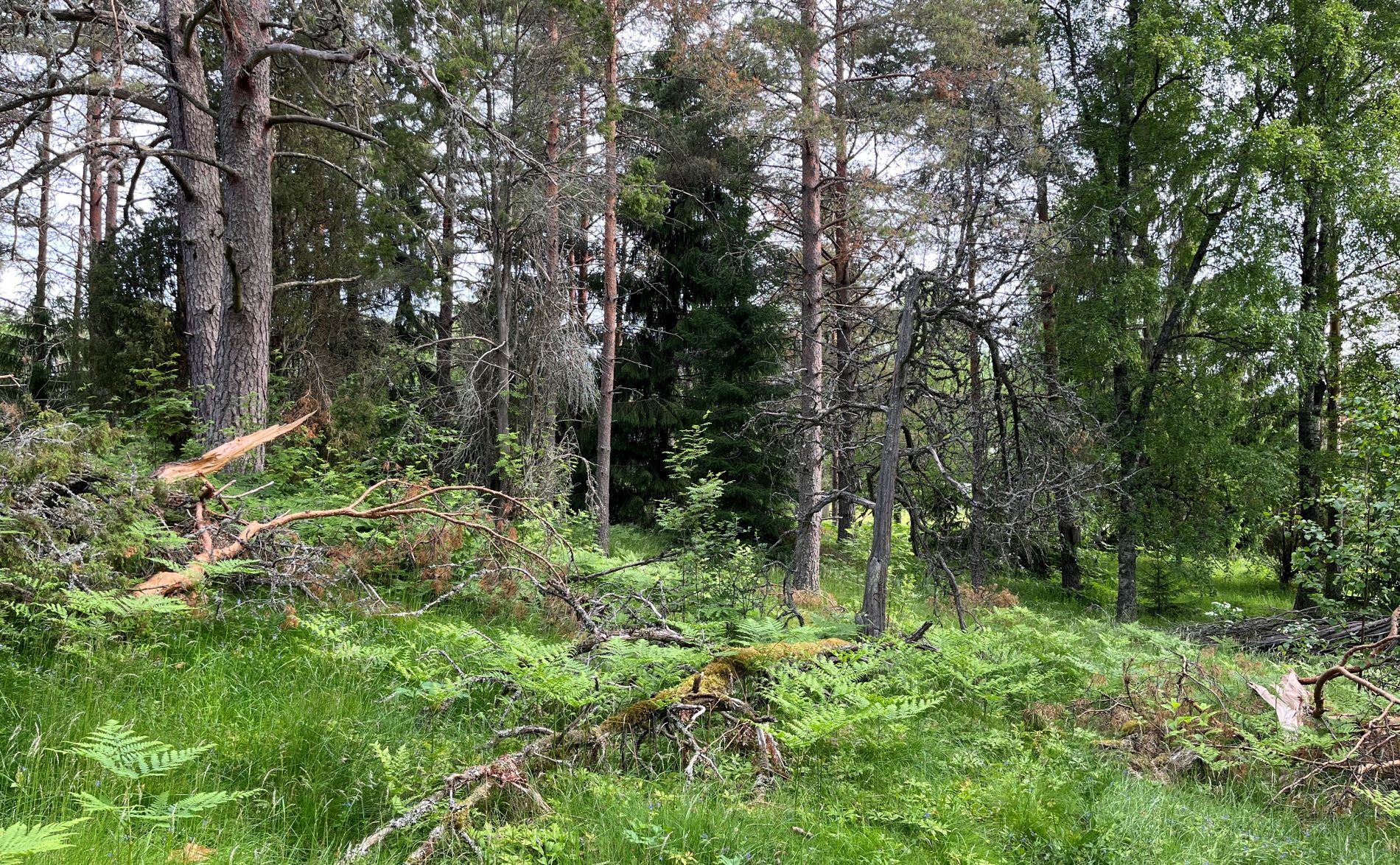 Sekapuustoista lehtoa ja muutama järeä mänty.