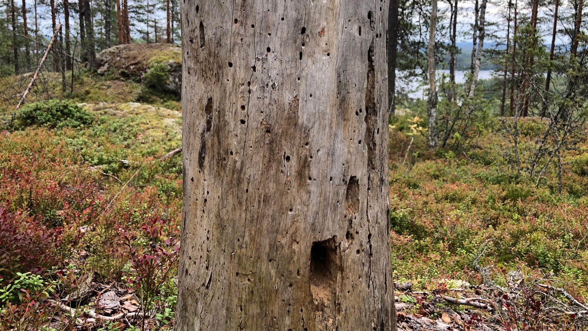 Harmaa keloutunut puun runko, jossa hyönteisten toukkien ja tikkojen tekemiä koloja.