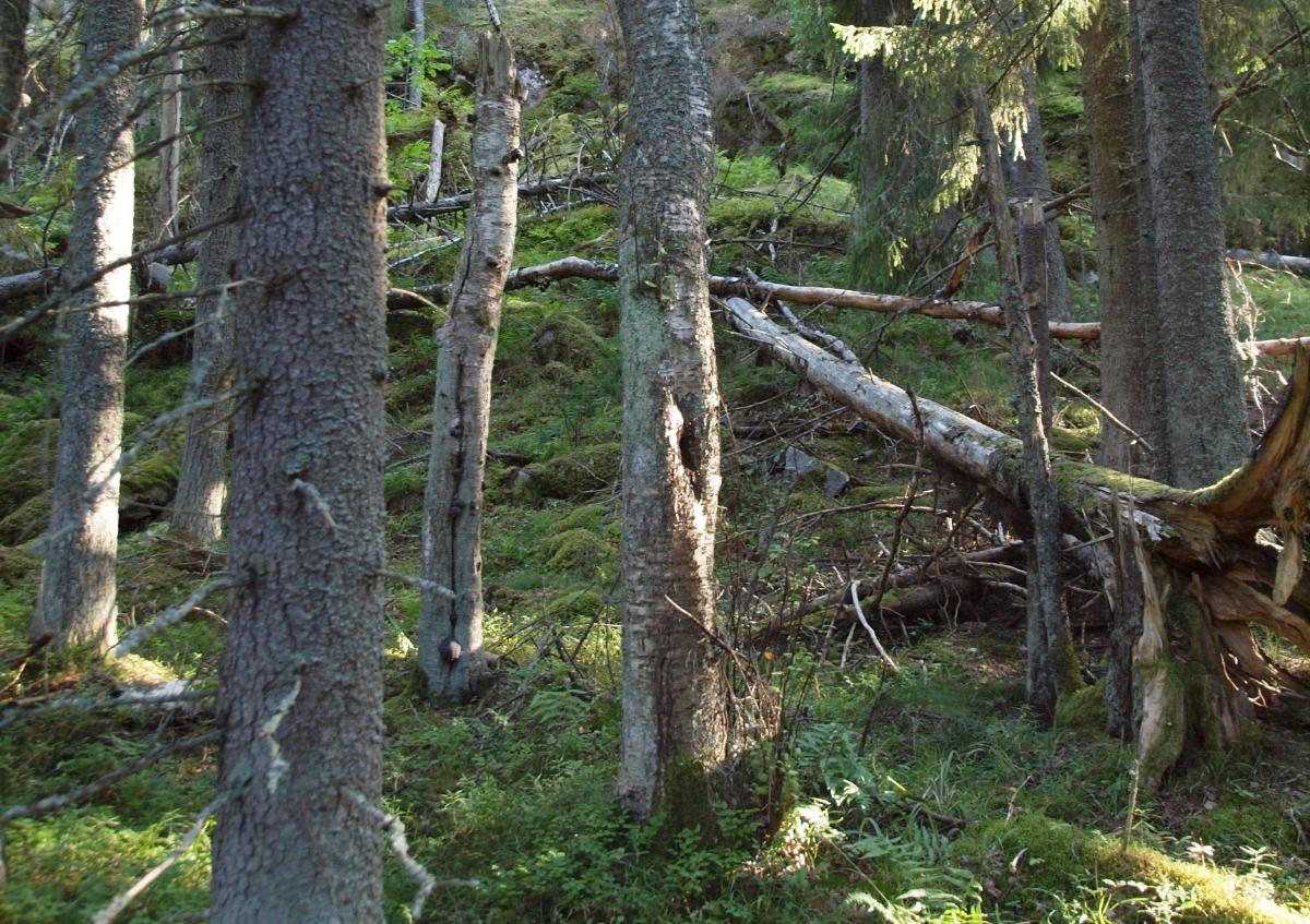 Vanhaa lahopuustoista kuusimetsää sammaleisessa rinteessä.