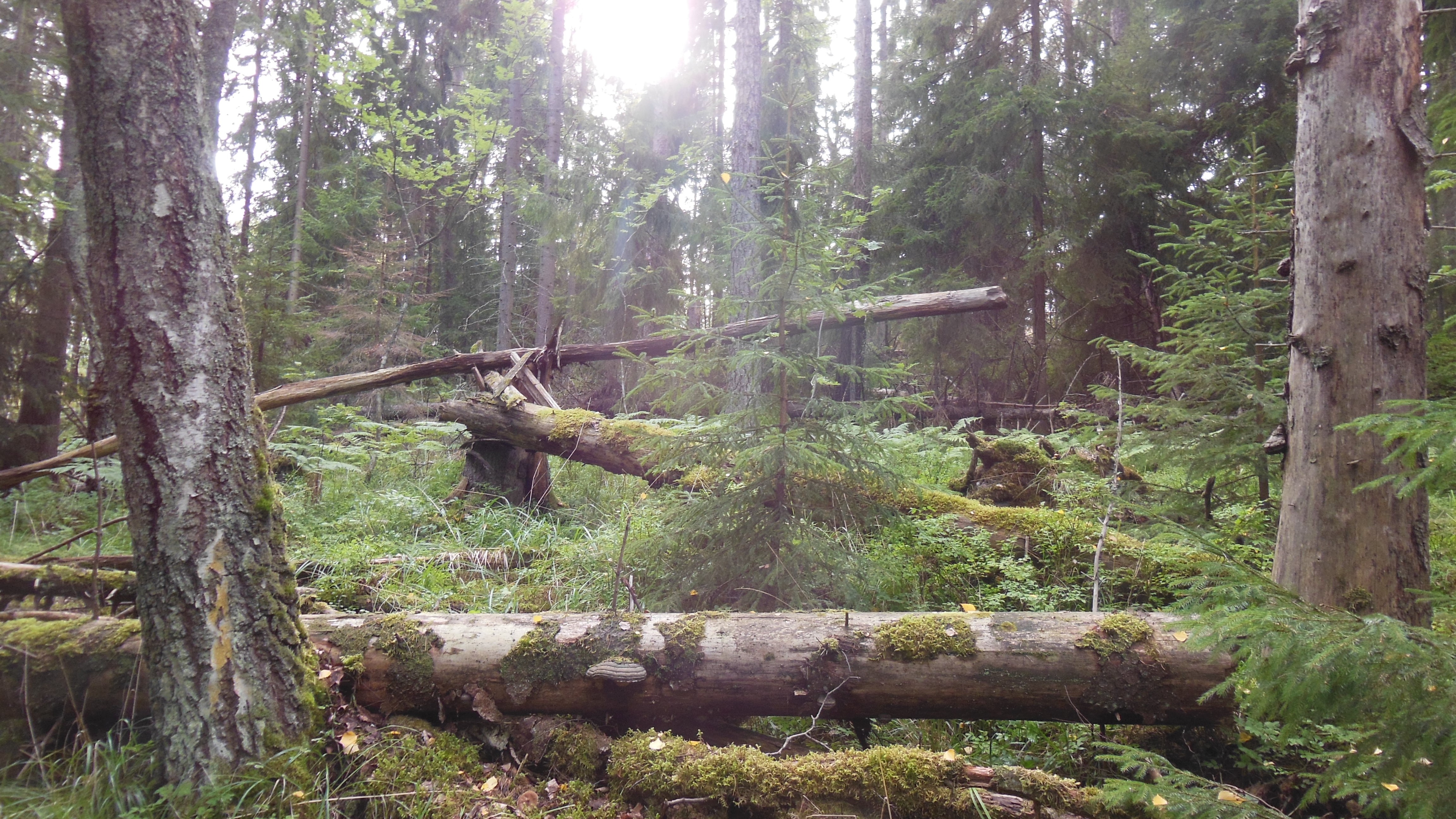 Vanhaa luonnontilaista metsää, jossa kasvaa kuusia, koivuja ja mäntyjä. Kuvassa näkyy useita osin jo sammalen peittämiä järeitä lahopuita sekä pystyyn kuolleta puita.
