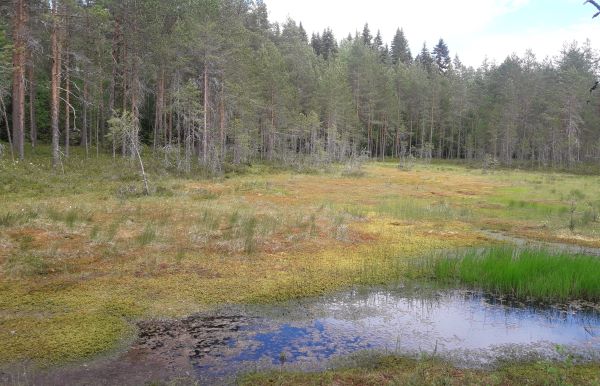 Kuvassa näkyy avointa märkää nevasuota ja taustalla metsänreunassa luonnontilaista vanhaa mänty-kuusimetsää.