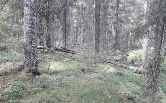 Luonnontilaista vanhaa metsää, jossa kasvaa kuusia ja koivuja.