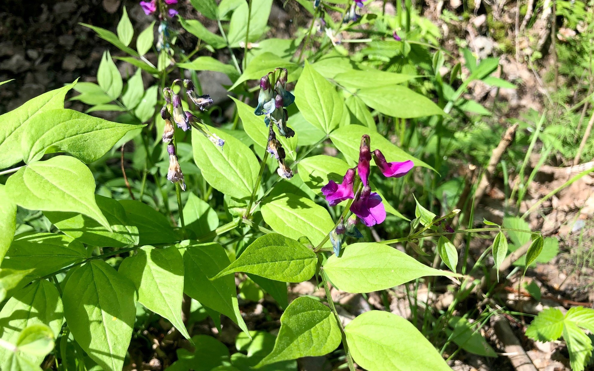 Violetein kukin kukkiva kevätlinnunherne.