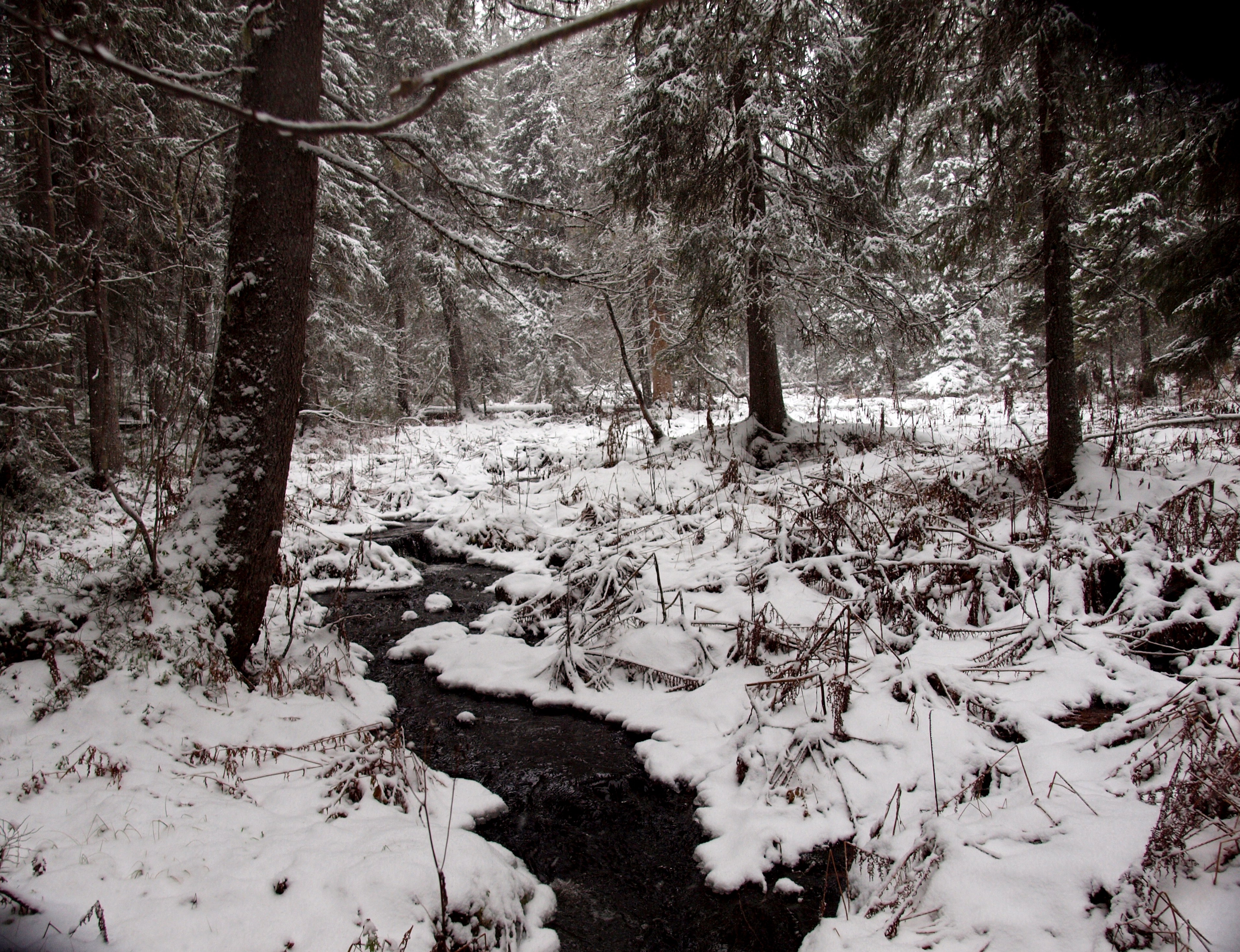 Talvinen kuusimetsä, keskellä virtaa mustavetinen puro.