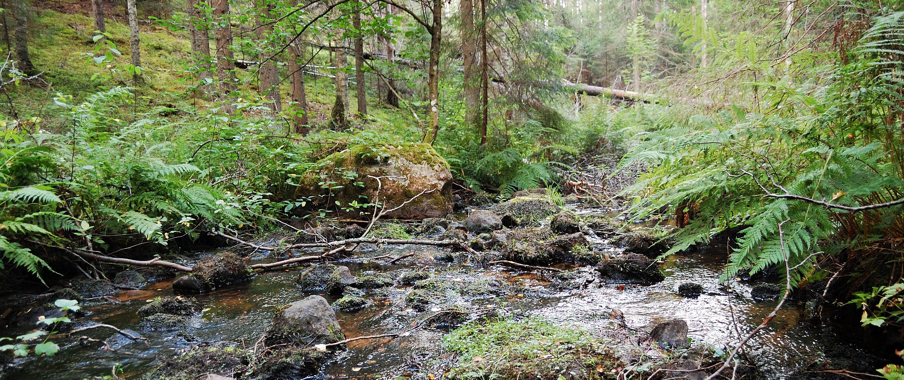 Boreal riparian forest.