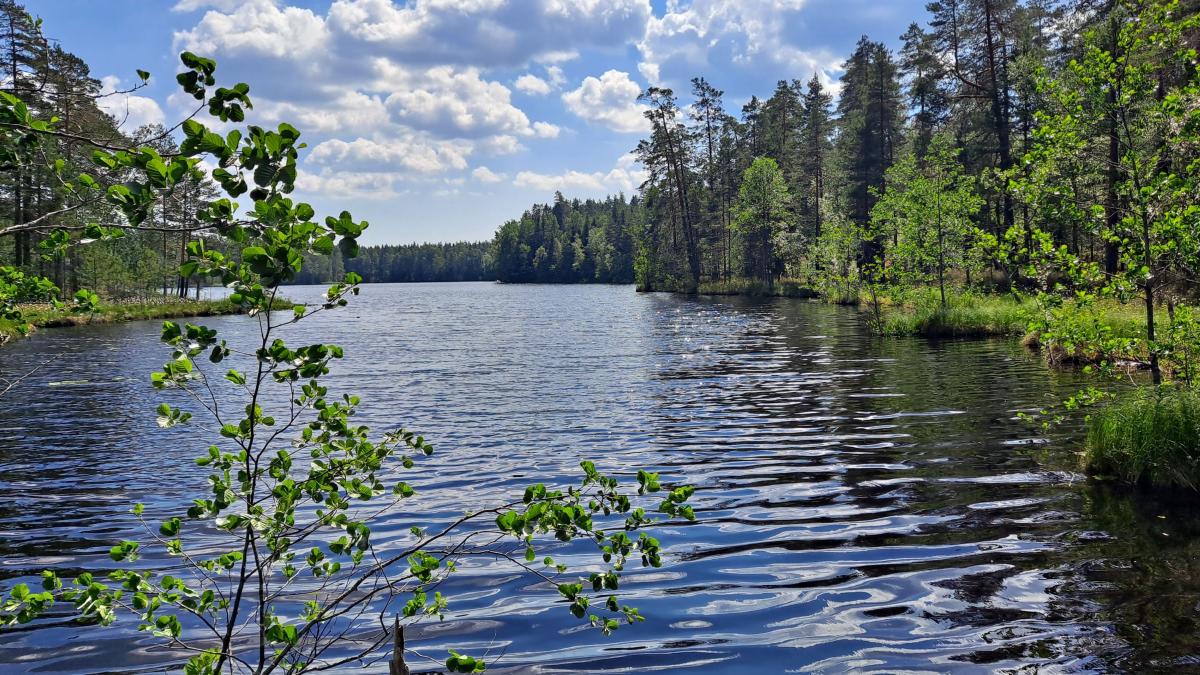 Kesäinen järvi, jonka molemmilla rannoilla kasvaa metsää.