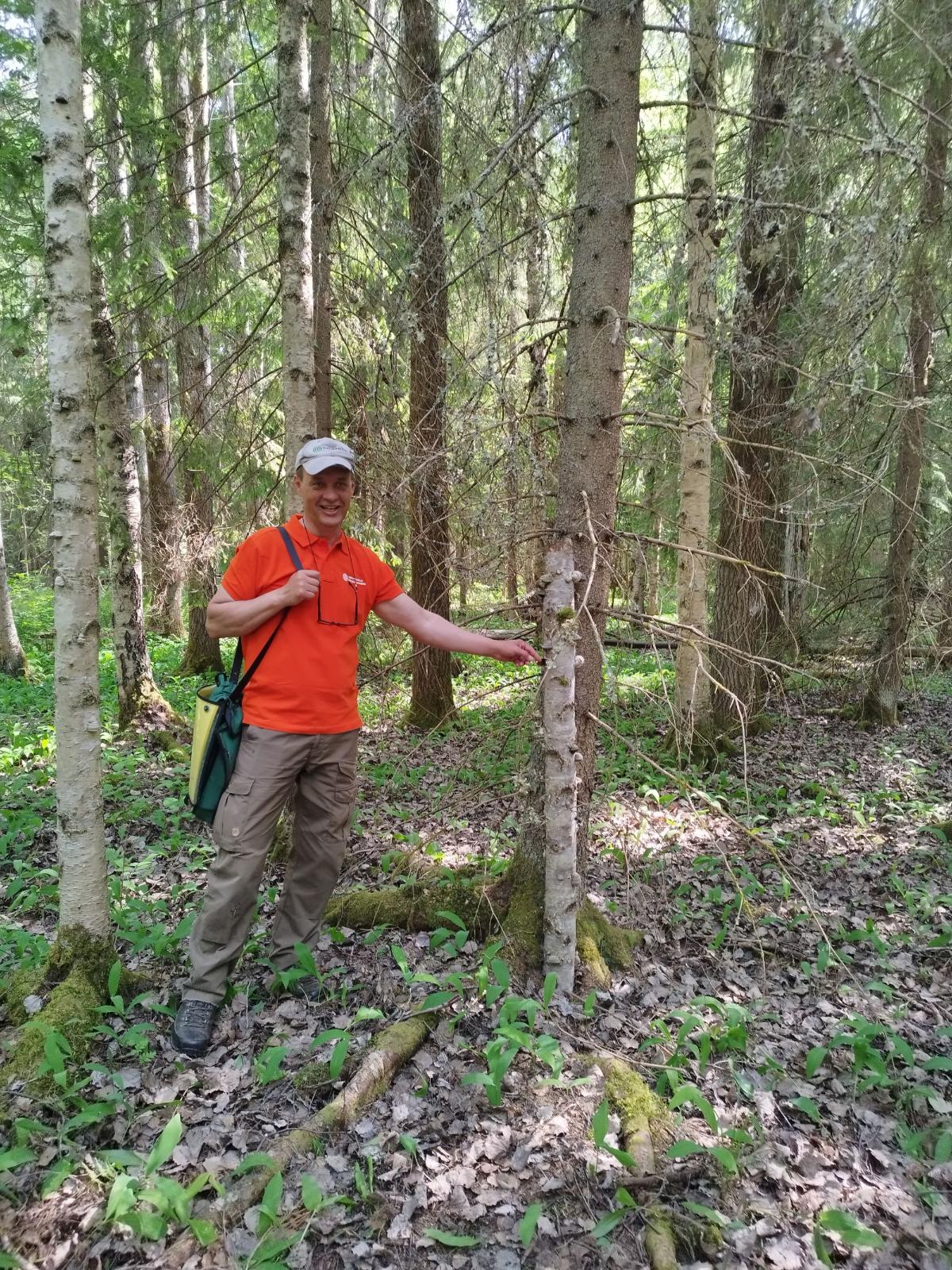 Metsässä seisova mies osoittaa kuusta vasten nojaavaa koivupökkelöä.