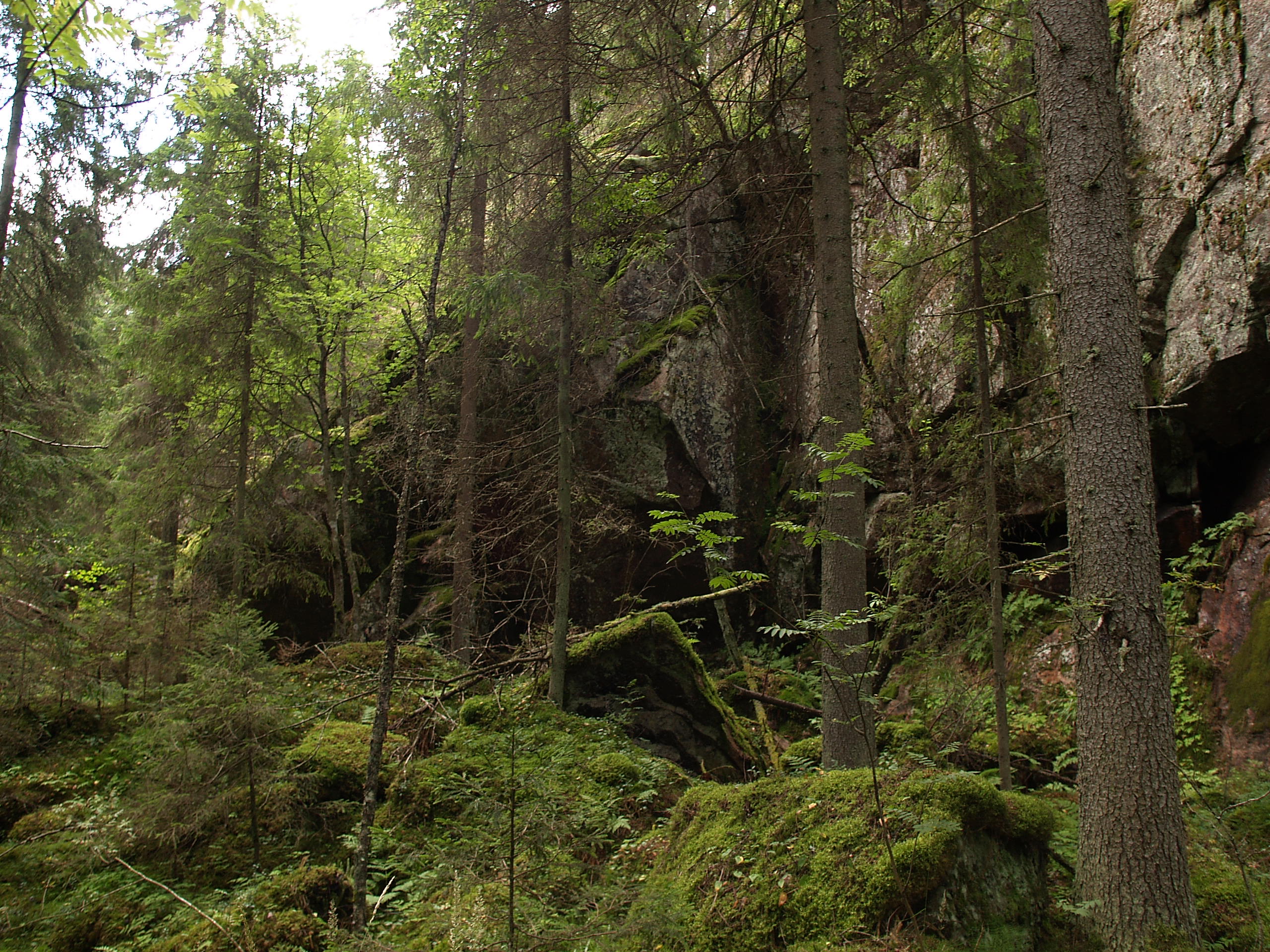 Kuusikkoista metsää kalliojyrkänteen alapuolella.