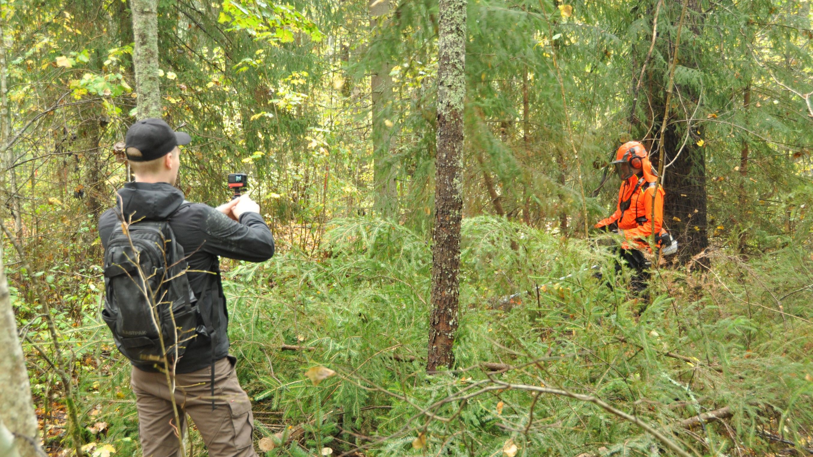 Kuvaaja kamera kädessä kuvaa suojavarusteisiin pukeutunutta metsuria, joka on kaatanut raivaussahalla useita muutaman metrin mittaisia kuusia.