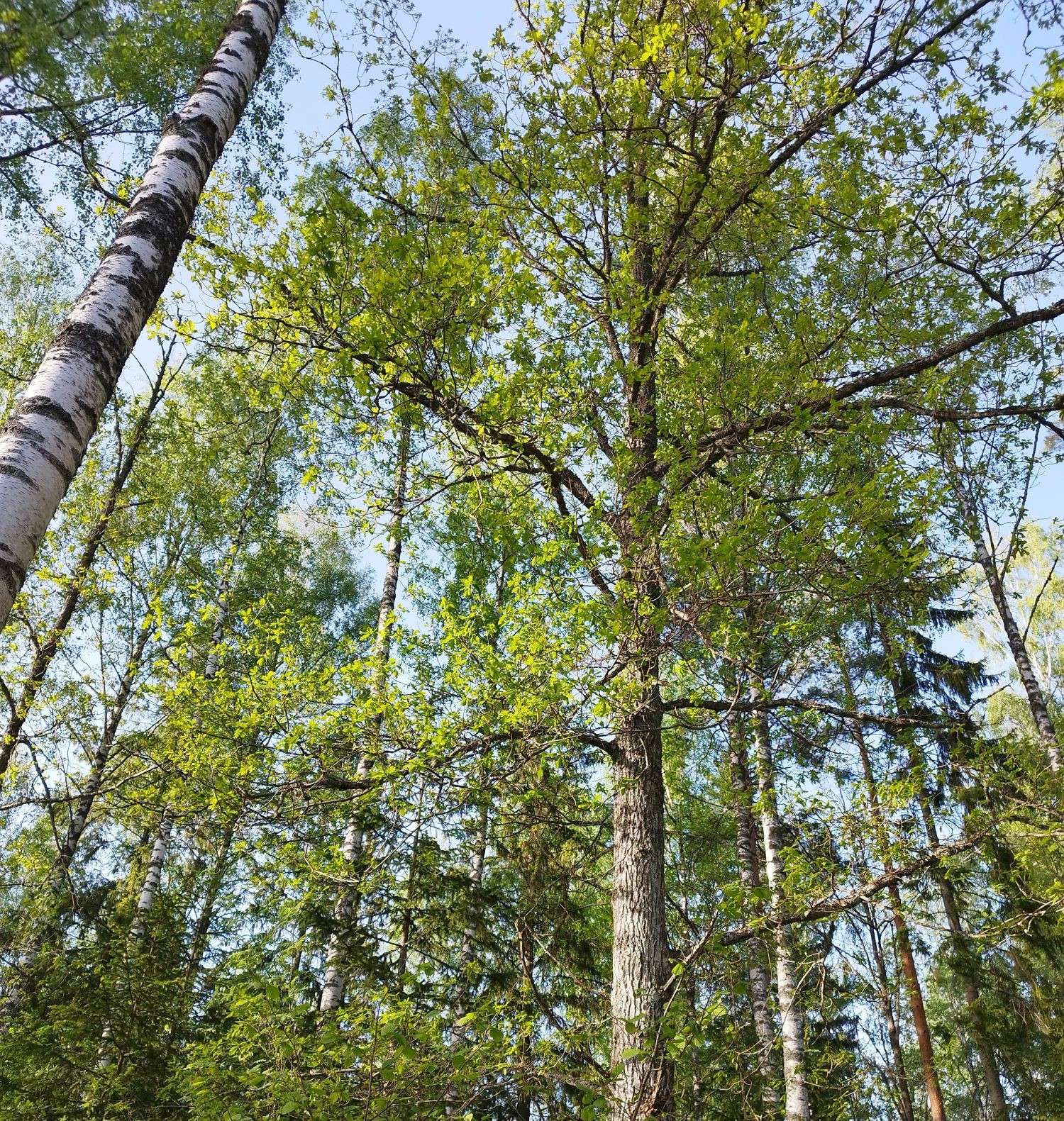 Sekametsässä kasvava tammi.