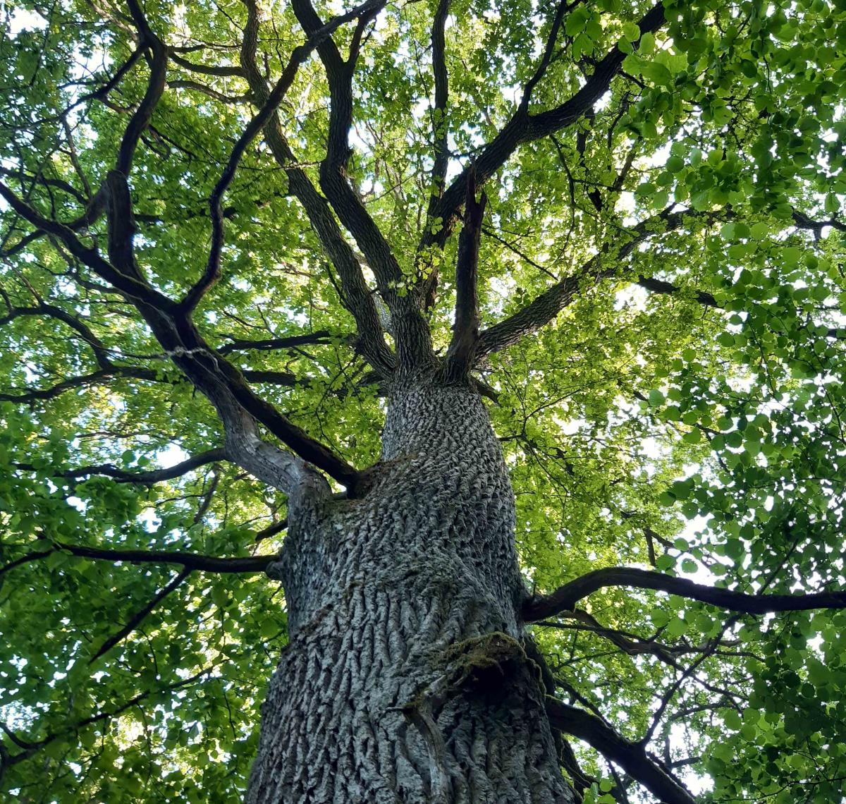 Jykevän tammen latvus.