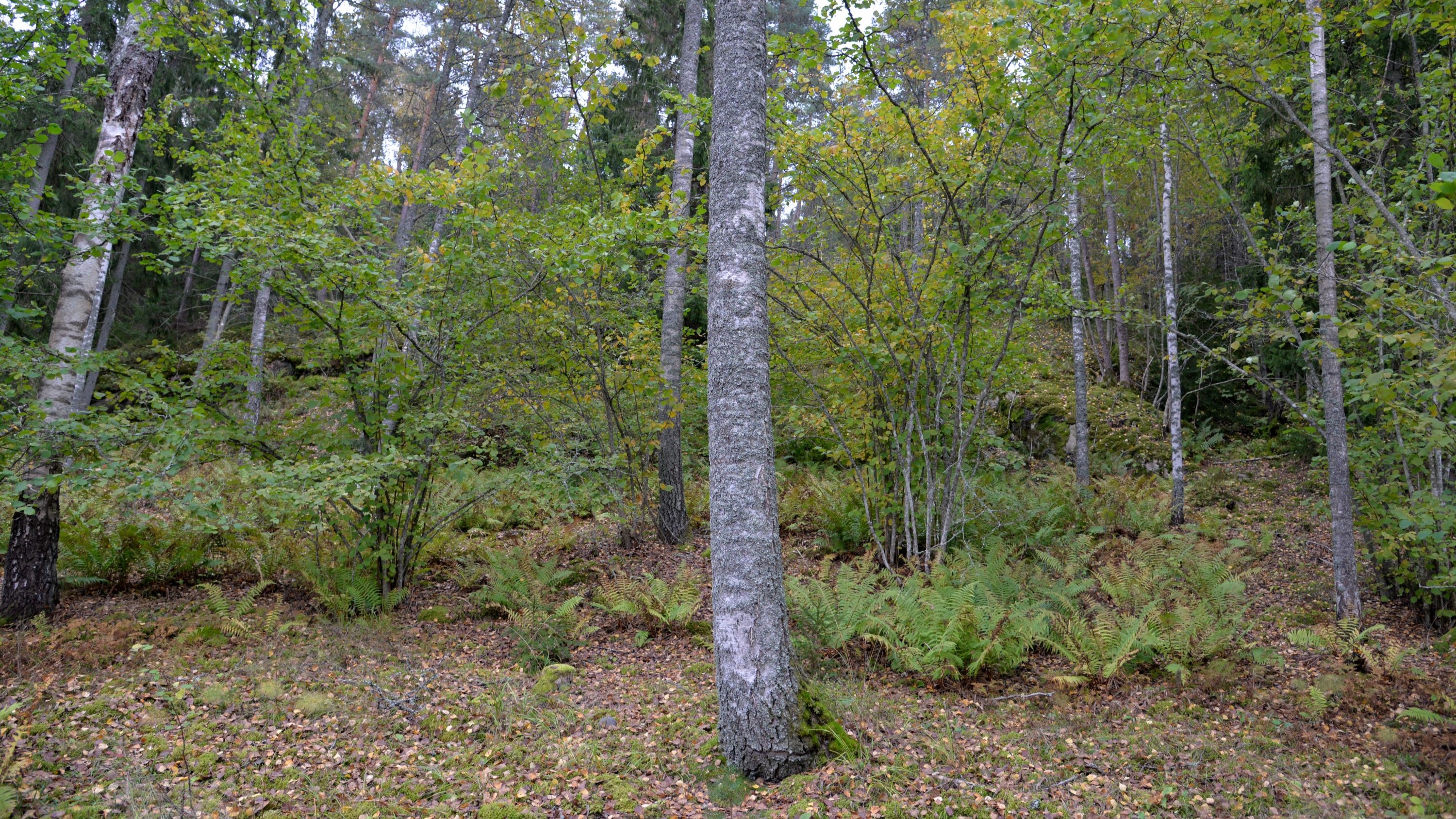 Pähkinäpensaita, koivuja ja saniaisia kasvaa rinteessä. Taustalla männikköä.