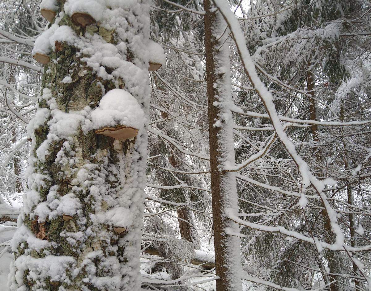 Luminen metsämaisema.