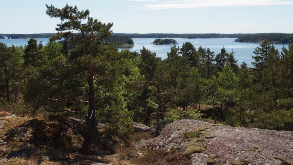 Mäntymetsää kalliomaastossa. Puiden takaa näkyy merta.