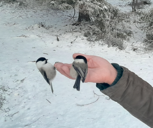 Kaksi hömötiaista syömässä ihmisen kädeltä.