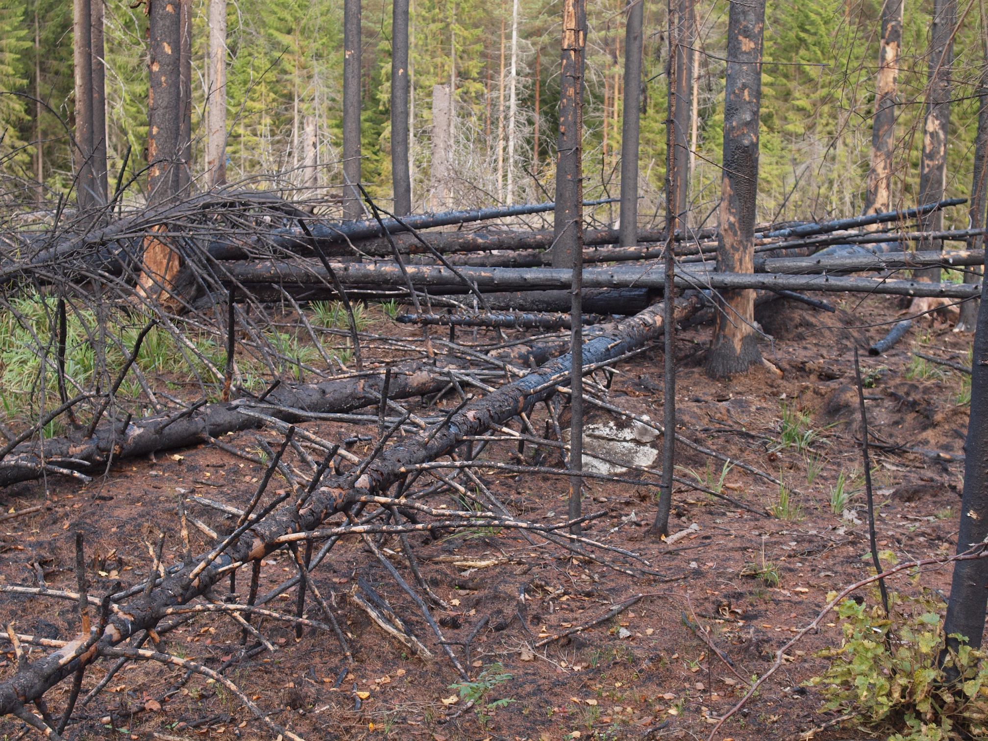 Metsäluonnon hoitotoimena kulossa palanutta puustoa.