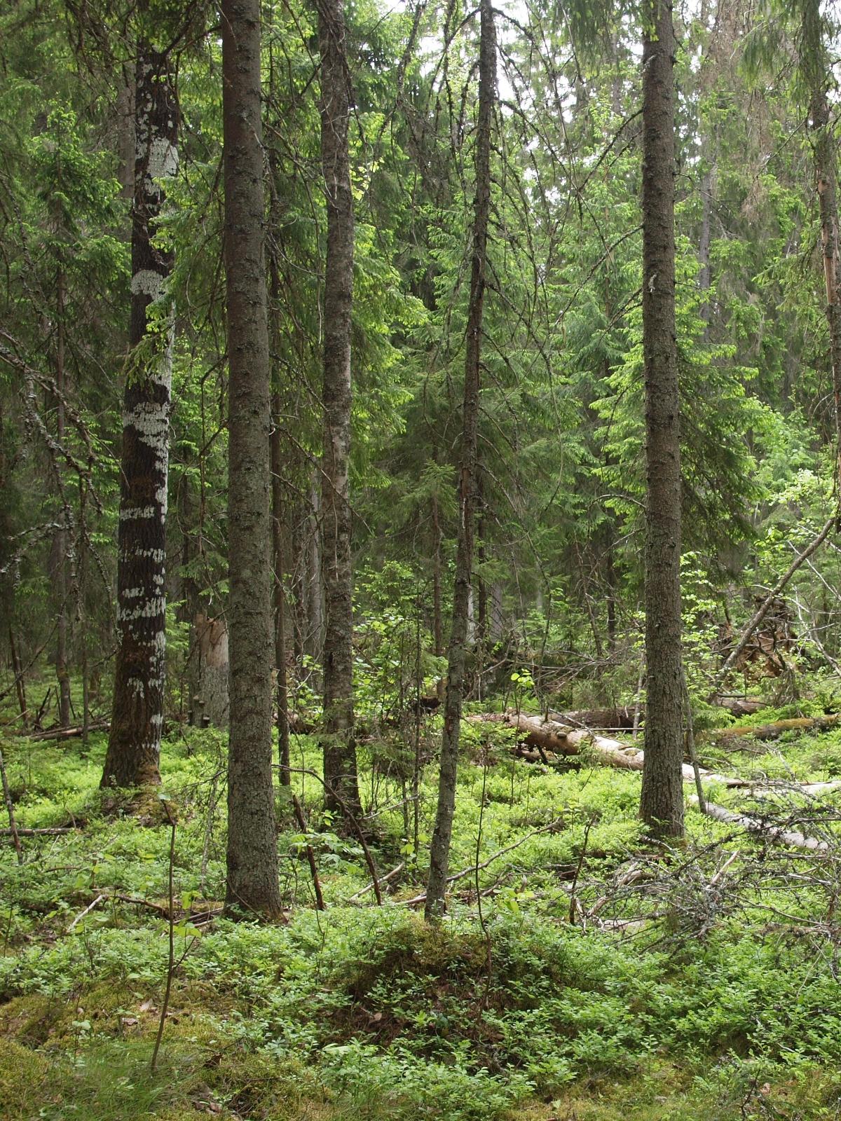 Kuva, jossa on vanhaa kuusimetsää.